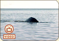 Click on the image for an @discovery.ca item on Juanita the grey whale who made Victoria, BC her new summer home.